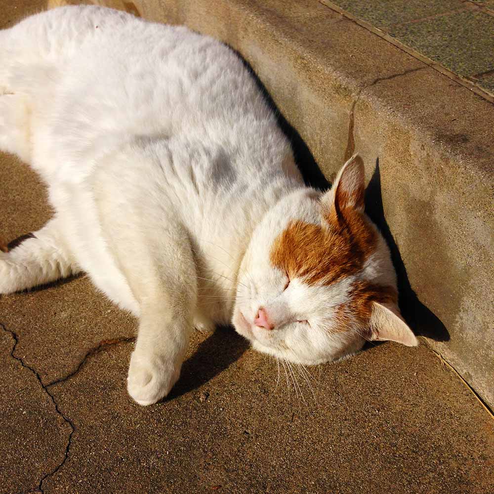 写真 ２０２５.９