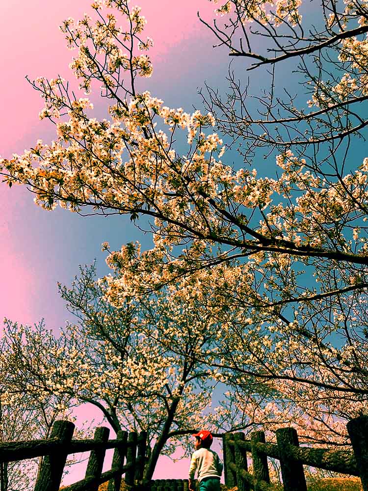 写真 ２０２６.４